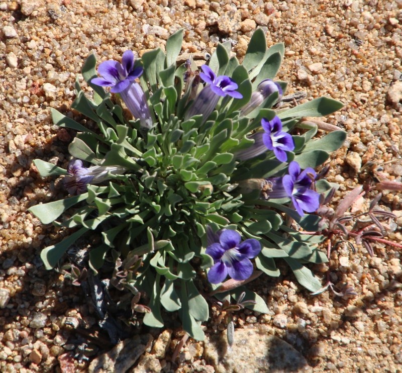 Aptosimum indivisum photo 4
