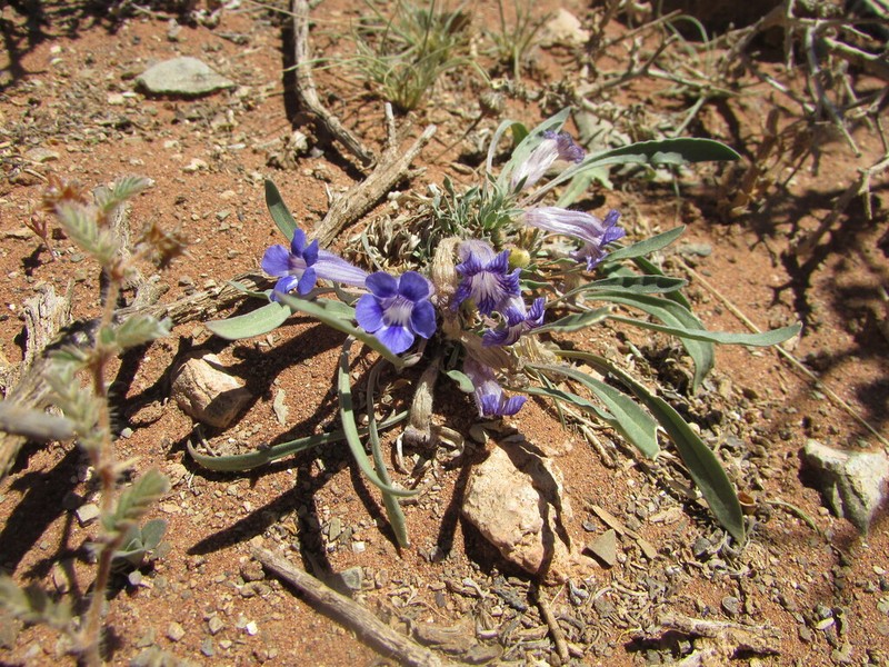 Aptosimum indivisum photo 5