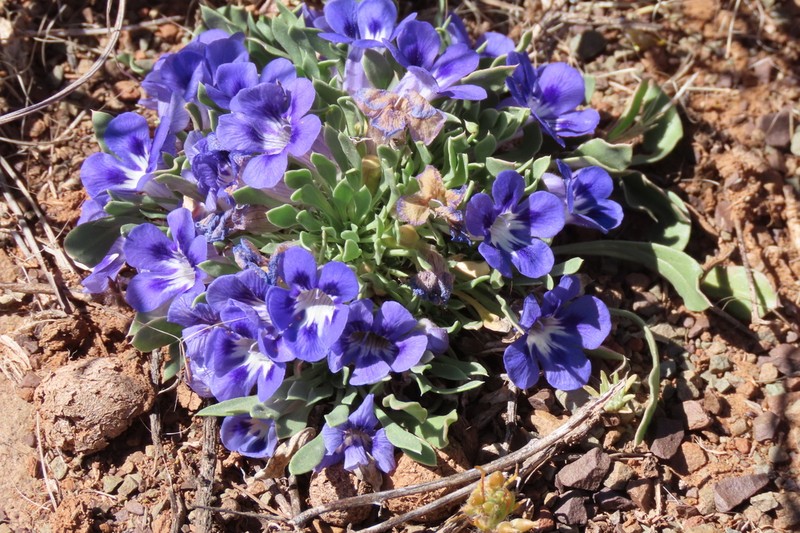Aptosimum indivisum photo 6