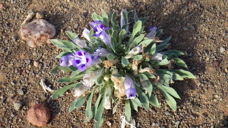 Aptosimum indivisum photo 7