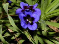 Aptosimum lineare
