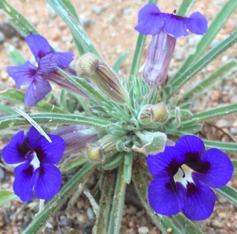 Aptosimum lineare photo 2