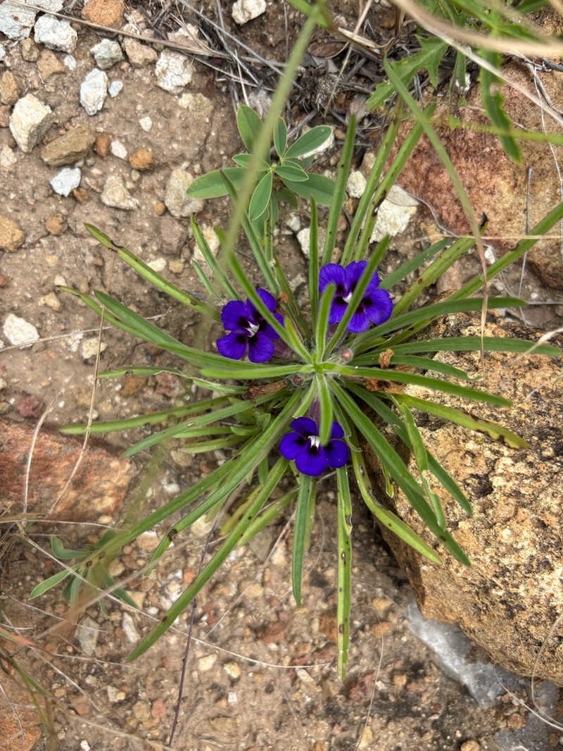 Aptosimum lineare photo 3