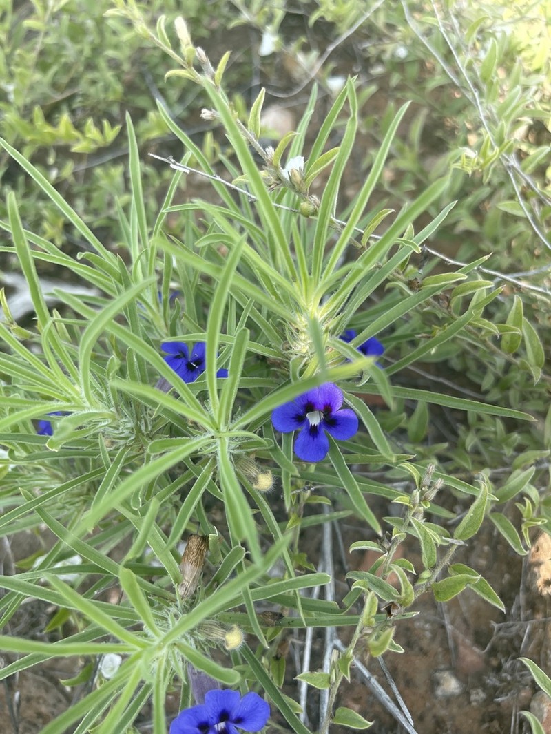 Aptosimum lineare photo 4