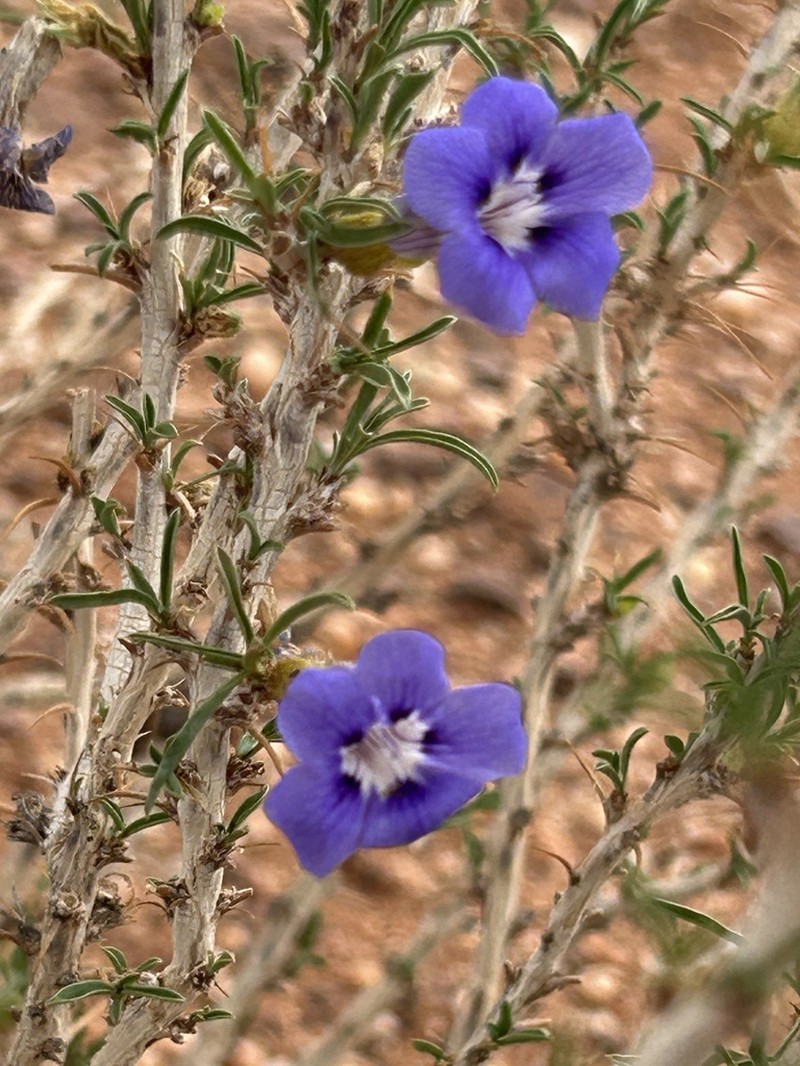 Aptosimum marlothii