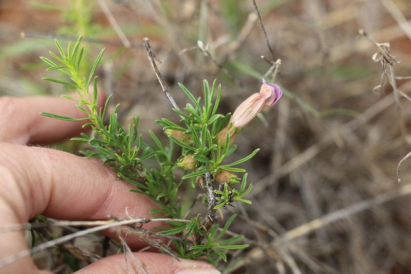 Aptosimum marlothii photo 2