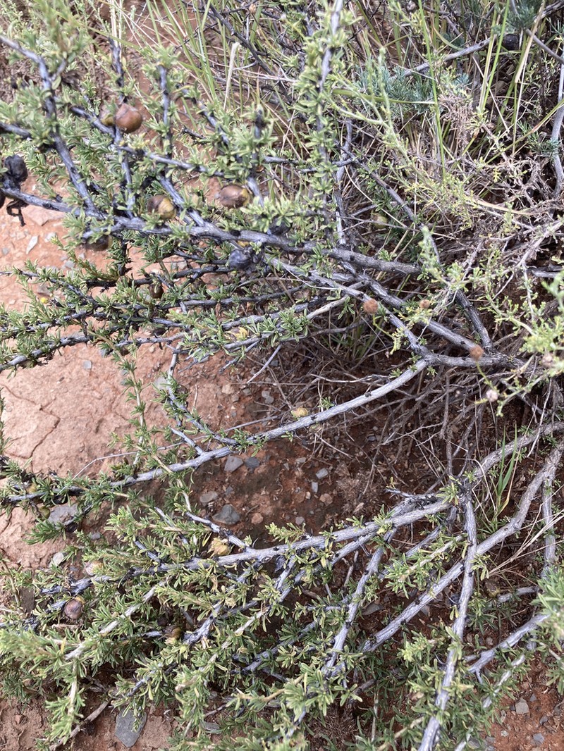 Aptosimum marlothii photo 3