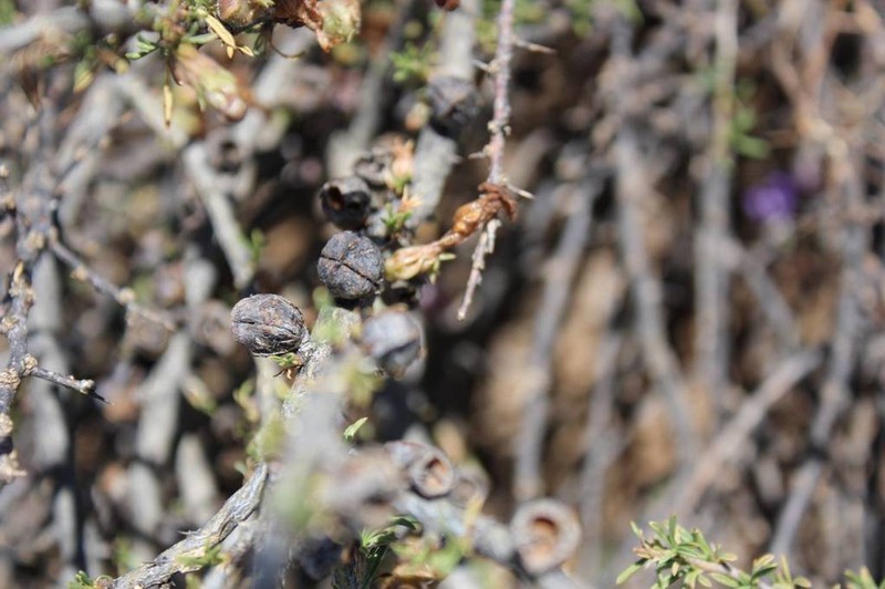Aptosimum marlothii photo 4