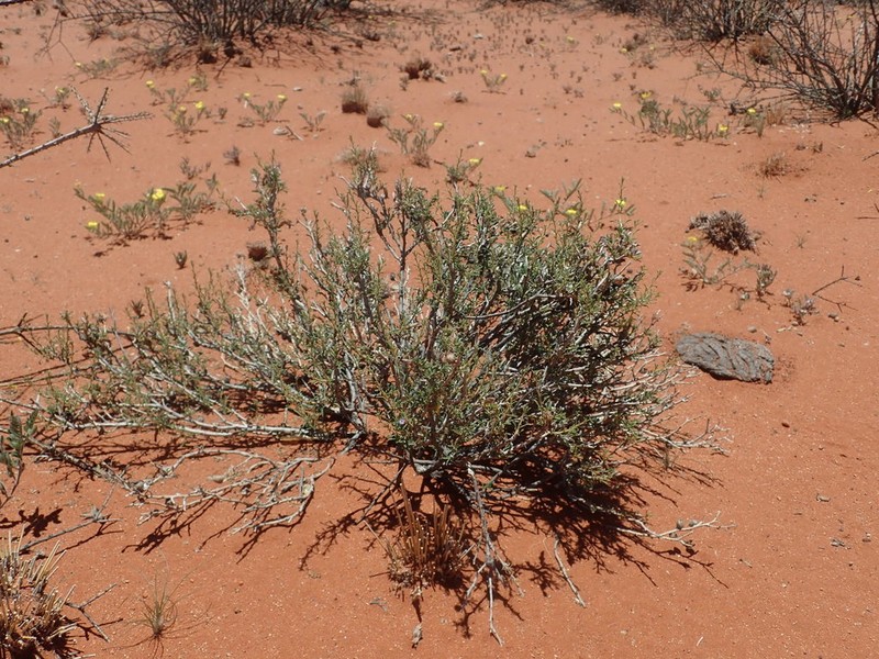 Aptosimum marlothii photo 5
