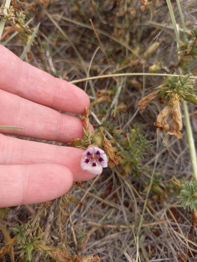 Aptosimum marlothii photo 6