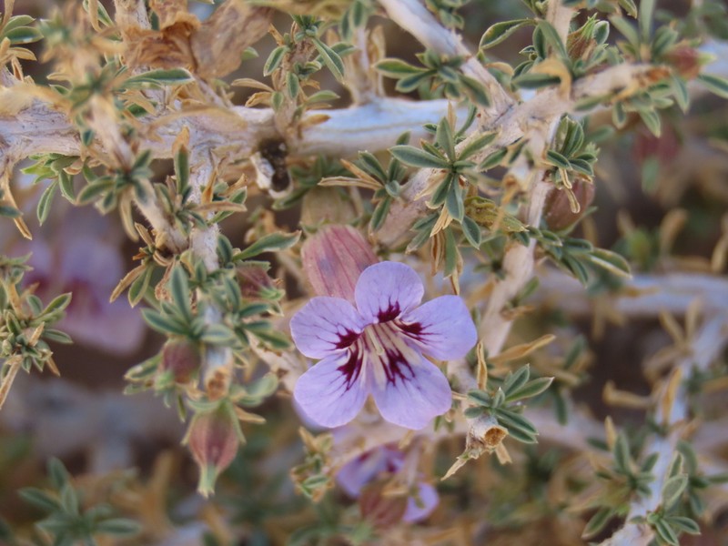 Aptosimum marlothii photo 8