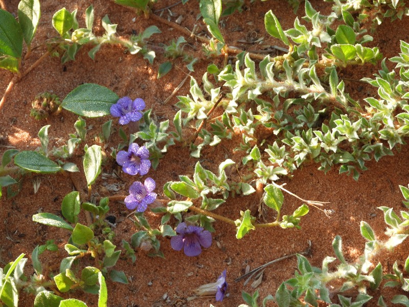 Aptosimum neglectum photo 4