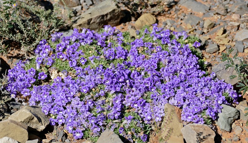 Aptosimum procumbens