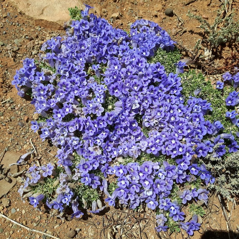 Aptosimum procumbens photo 2