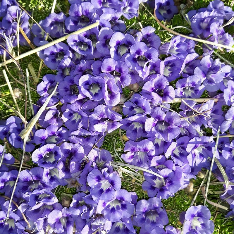 Aptosimum procumbens photo 3