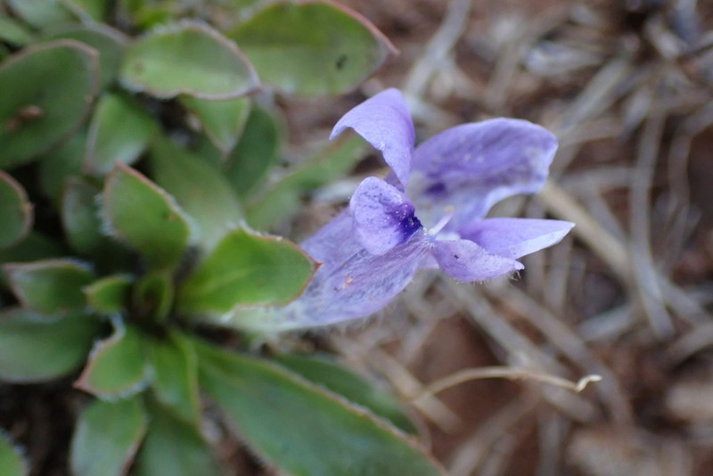 Aptosimum procumbens photo 4