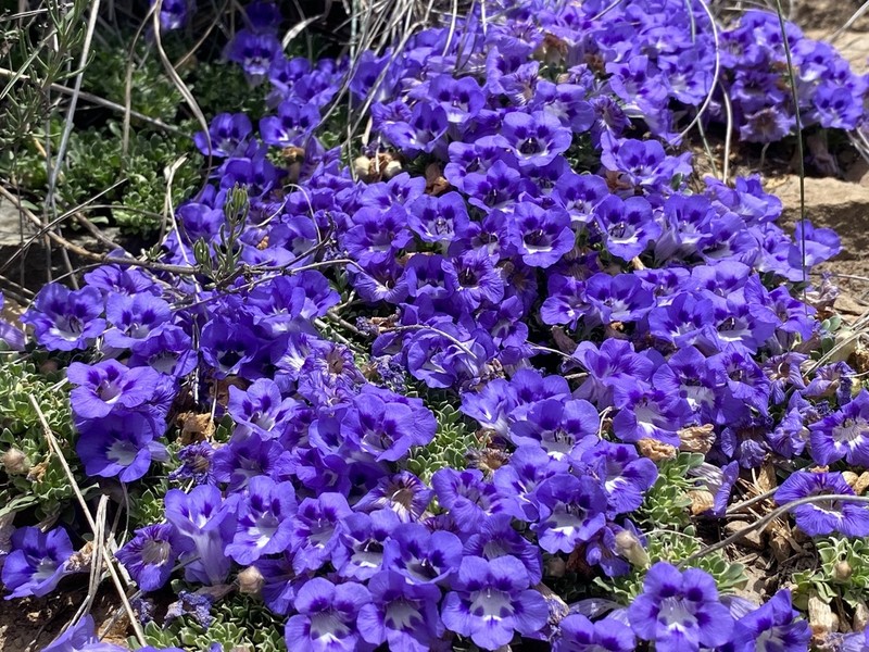 Aptosimum procumbens photo 5
