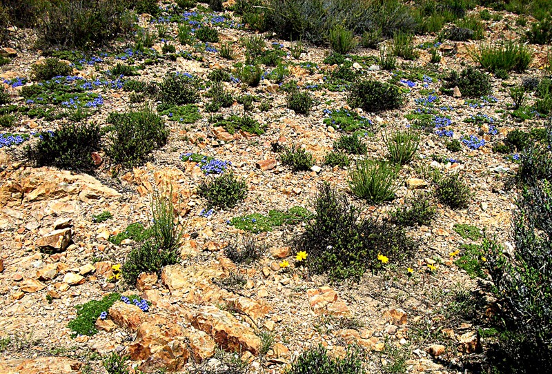 Aptosimum procumbens photo 6