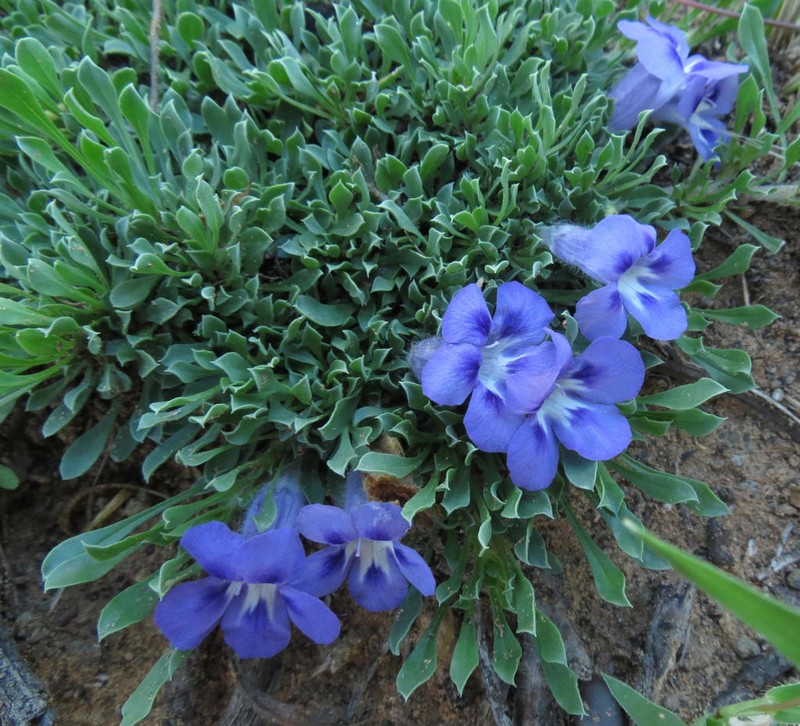 Aptosimum procumbens photo 7