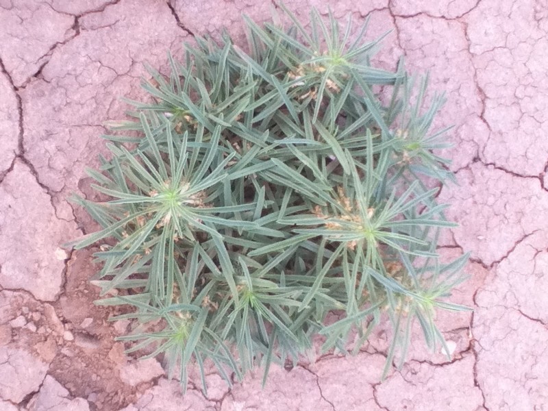 Aptosimum pumilum