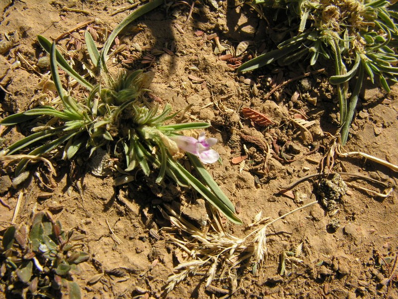 Aptosimum pumilum photo 2