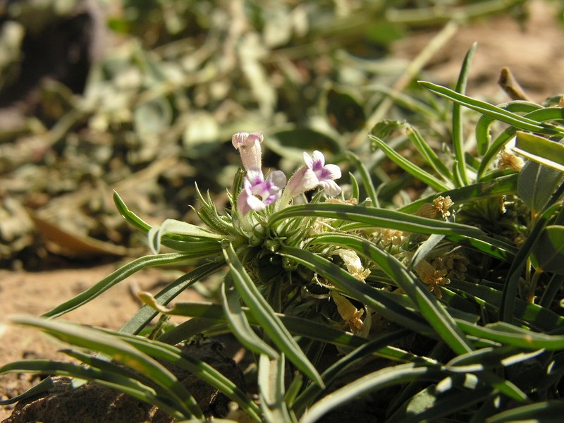 Aptosimum pumilum photo 4
