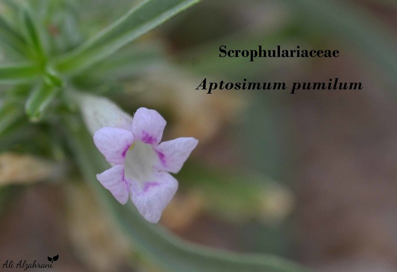 Aptosimum pumilum photo 5