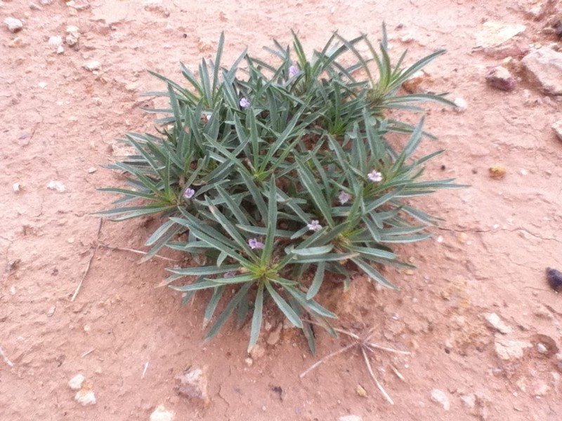 Aptosimum pumilum photo 7