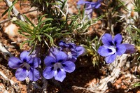 Aptosimum spinescens