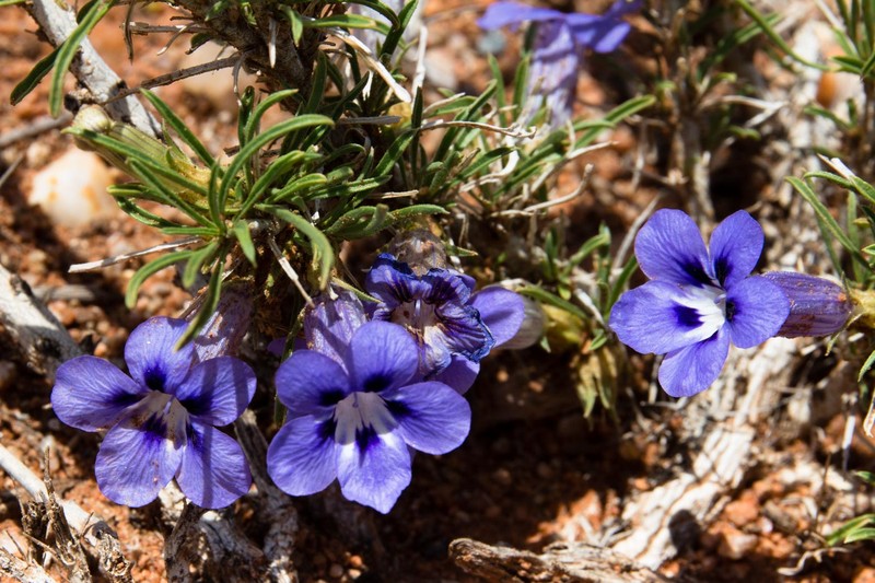 Aptosimum spinescens