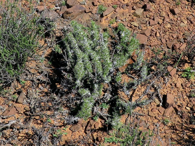 Aptosimum spinescens photo 2