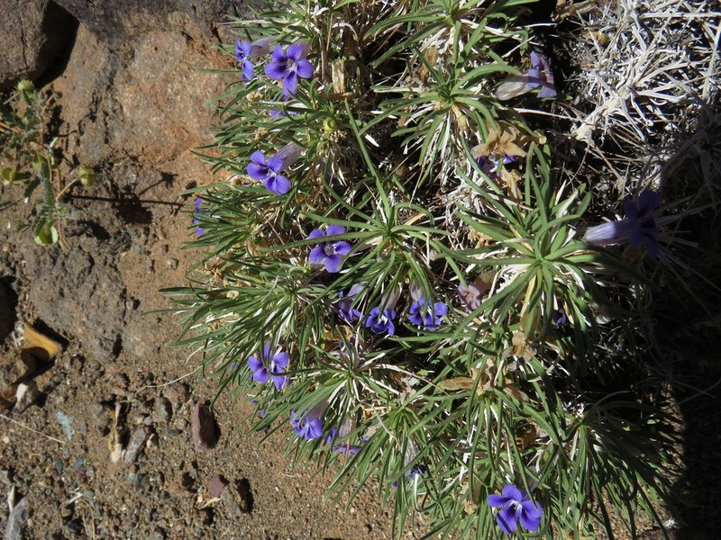 Aptosimum spinescens photo 3