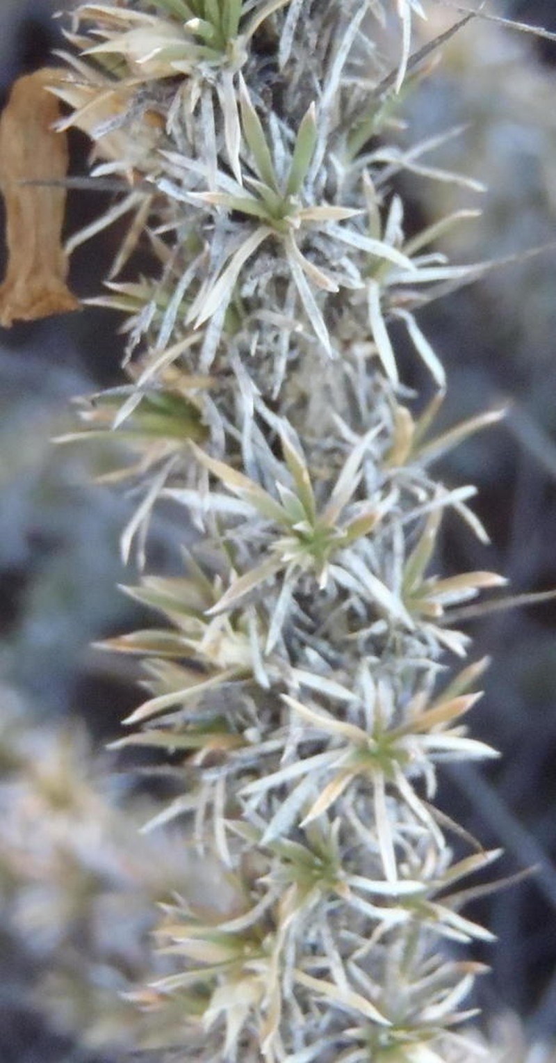 Aptosimum spinescens photo 4