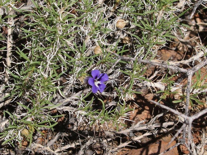 Aptosimum spinescens photo 5