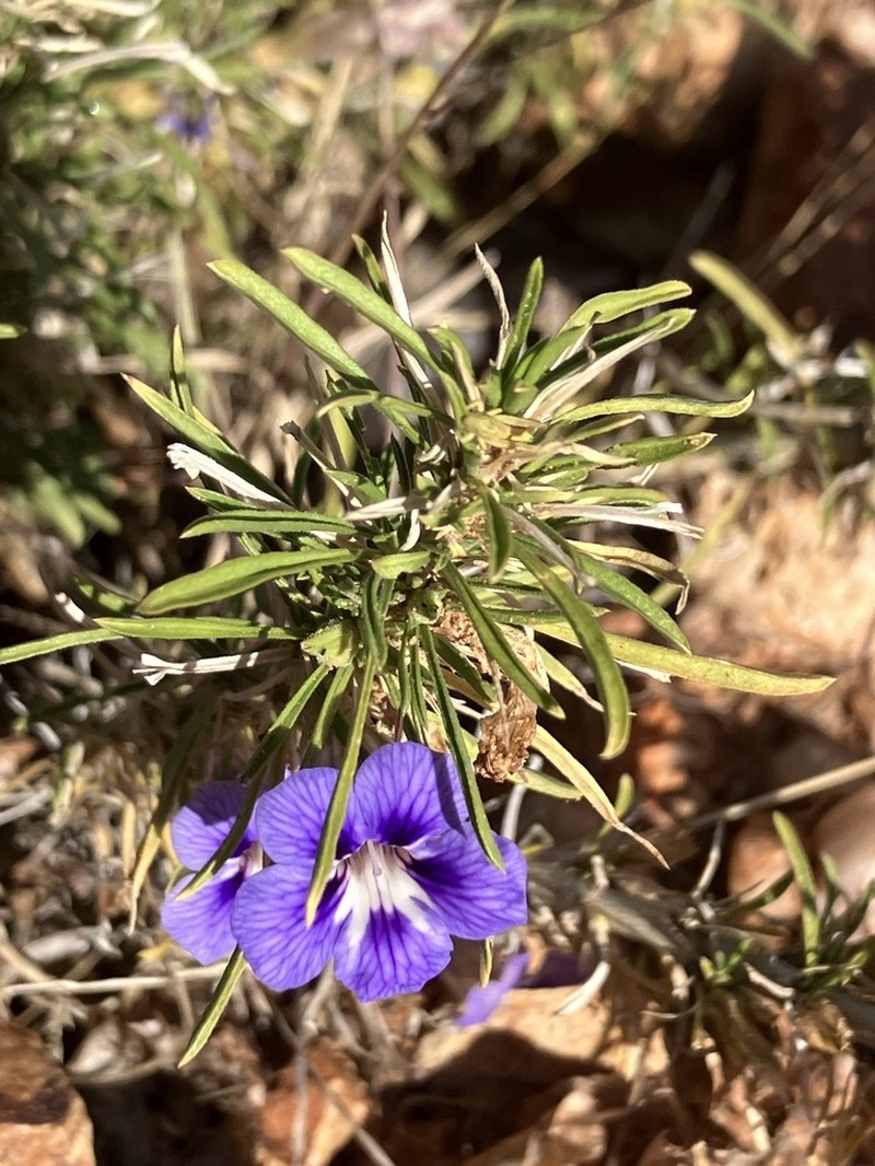 Aptosimum spinescens photo 6