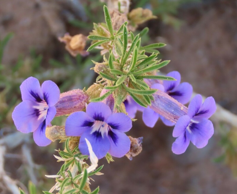 Aptosimum spinescens photo 7