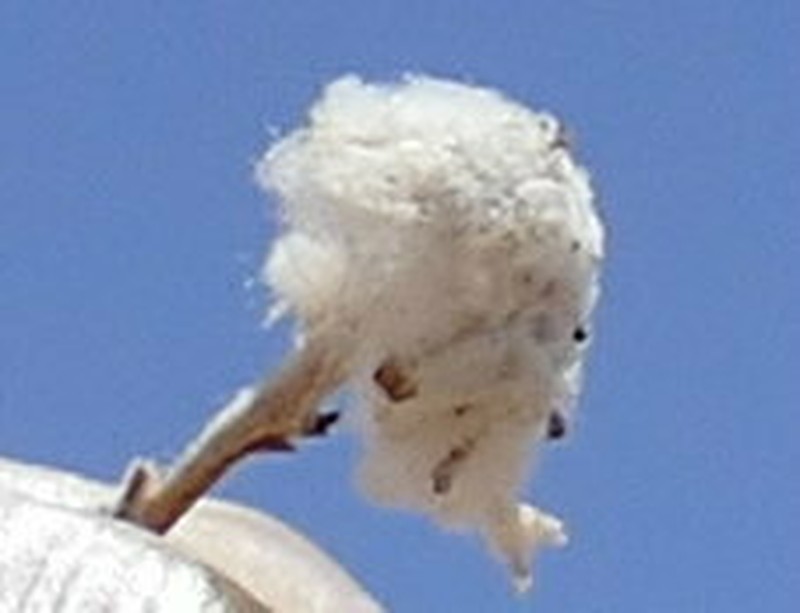 Aptosimum tragacanthoides
