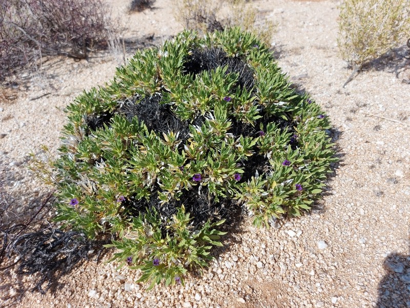 Aptosimum tragacanthoides photo 2