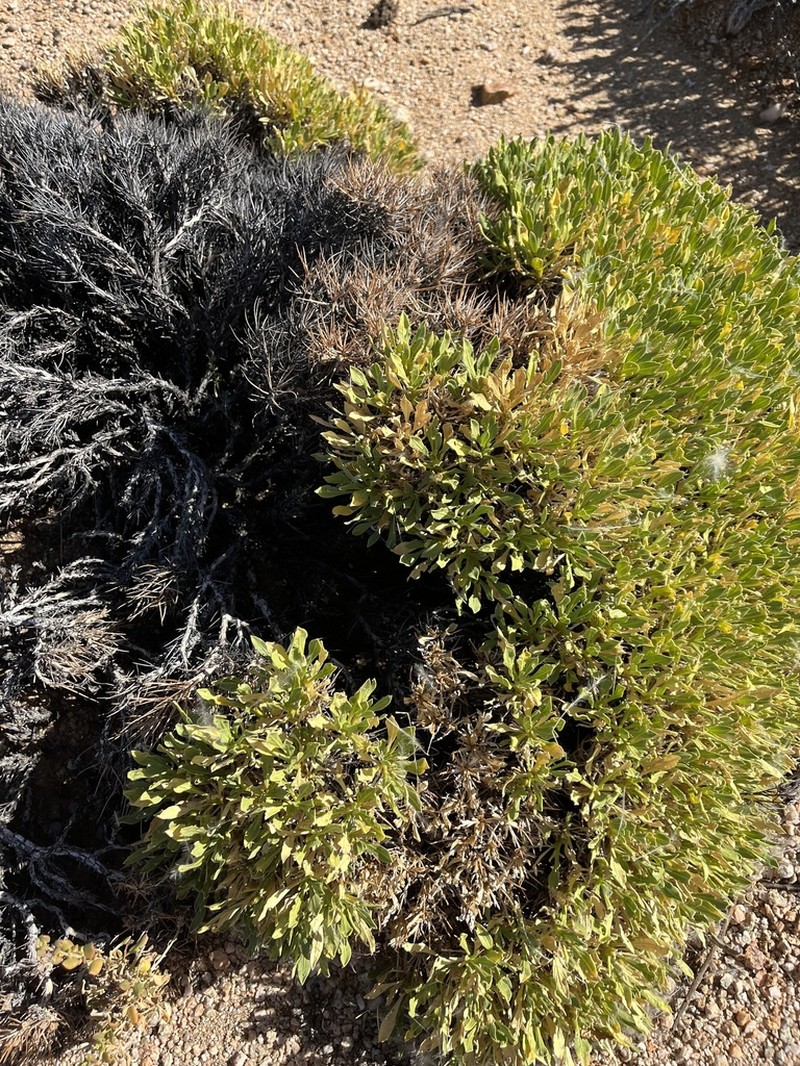 Aptosimum tragacanthoides photo 3