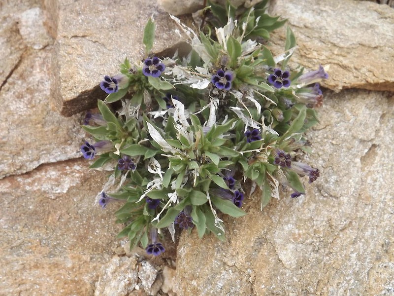 Aptosimum tragacanthoides photo 4