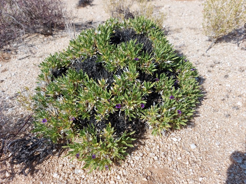 Aptosimum tragacanthoides photo 7