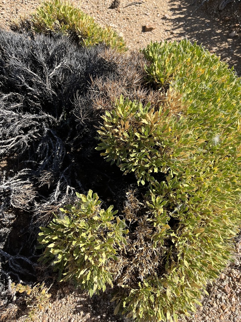 Aptosimum tragacanthoides photo 8