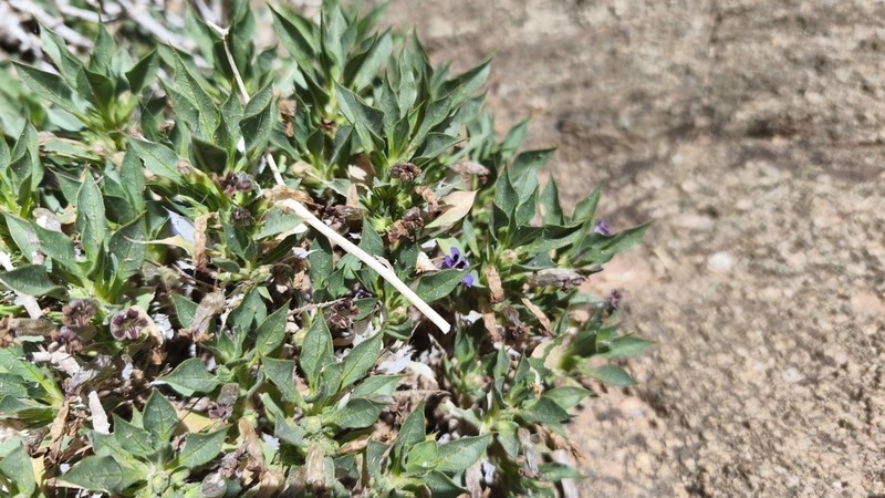 Aptosimum viscosum