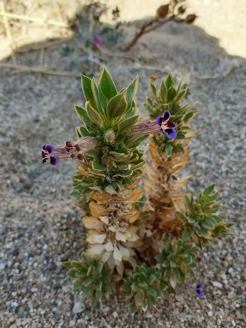 Aptosimum viscosum photo 2