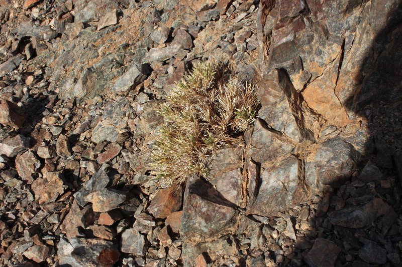 Aptosimum viscosum photo 3