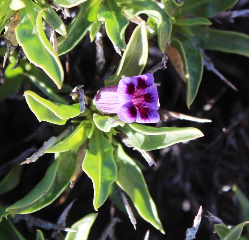Aptosimum viscosum photo 4