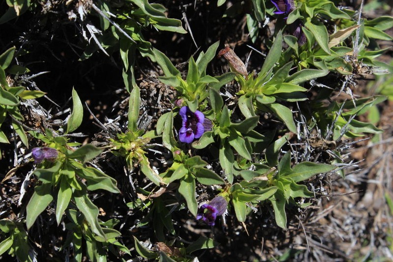 Aptosimum viscosum photo 5