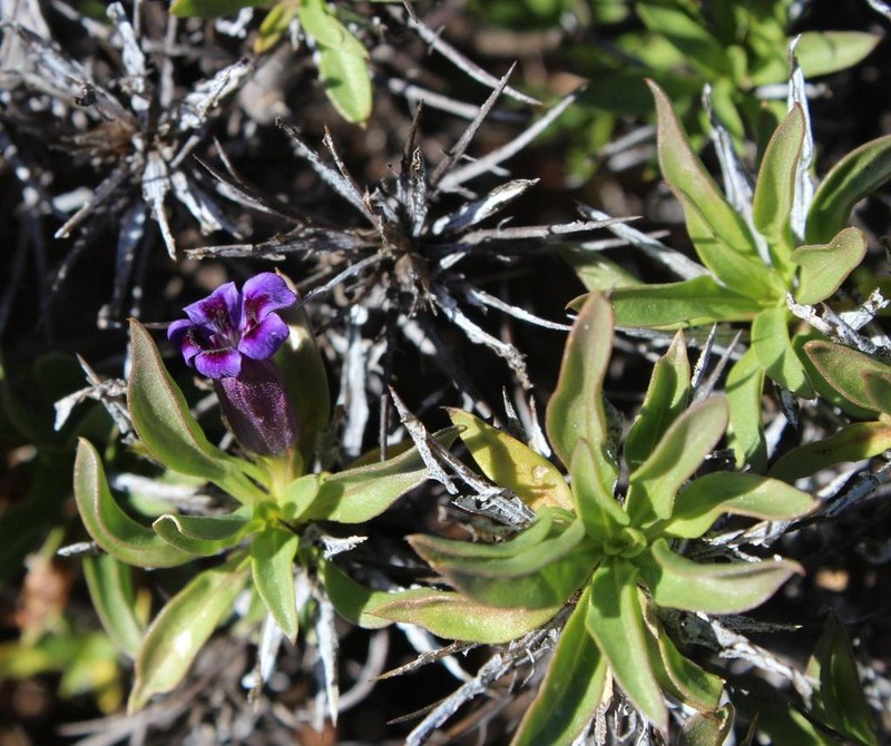 Aptosimum viscosum photo 6