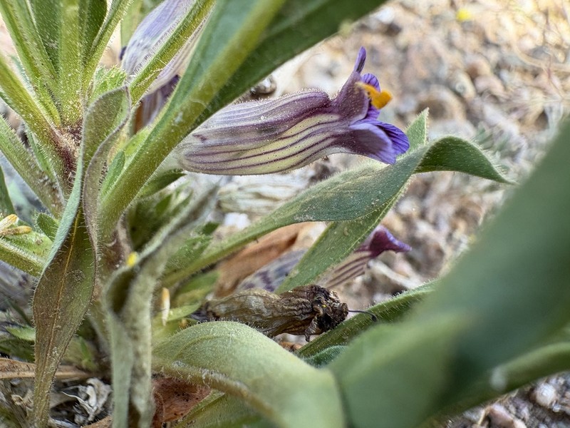 Aptosimum viscosum photo 7