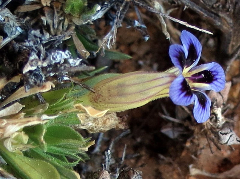 Aptosimum viscosum photo 8